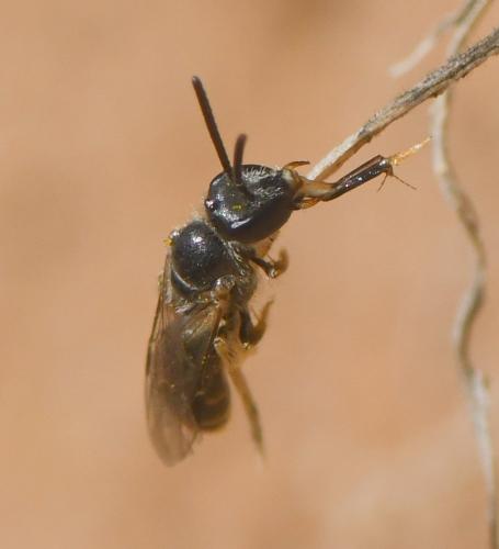 Lasioglossum sp.